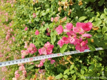 安吉拉月季盆栽苗，60厘米高基地发货