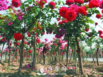 新品“月季树”为北京市花添色彩，居然引种自南阳内乡