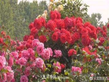 肥西县三河镇百亩树状月季园：花开正艳，产业增收